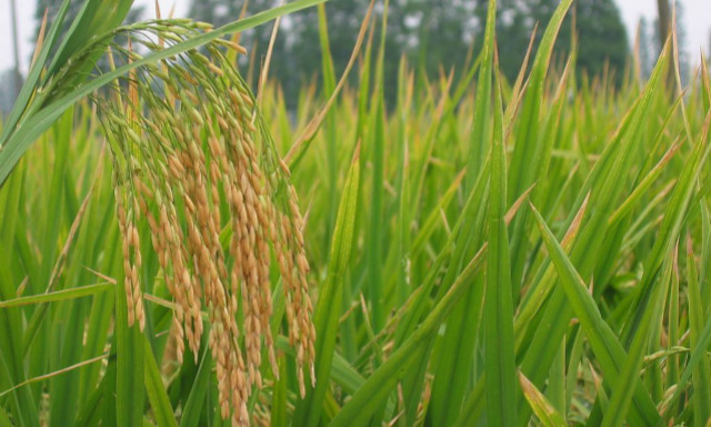 亩产1365公斤!长江中游双季稻产量创新高